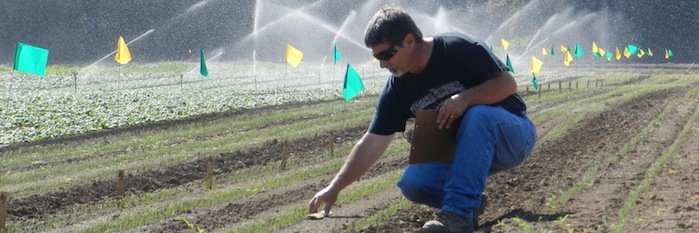 Ed Peachey studying weed emergence