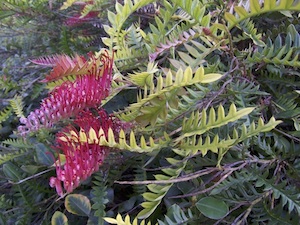 Grevillea ‘Boongala Spinebill’