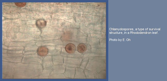 chlamydospores