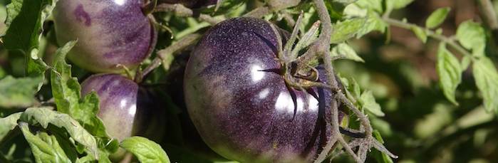 Purple tomato