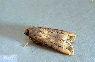 Black Cutworm & Variegated Cutworm | College of Agricultural Sciences