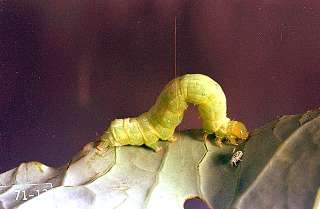 larvae