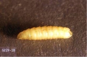 Juvenile cabbage maggot