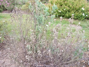 Cistus albidus f. albus, June 2007