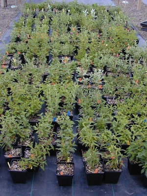 Cistus plants, June 2004