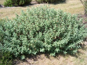 Cistus 'Bicolor Pink', August 2007