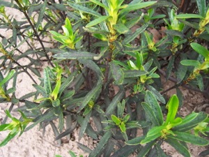 Sooty mold on Cistus ladanifer 'Blanche'