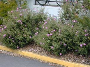 Cistus in parking lot landscape