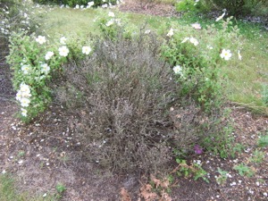 Cold damage to Cistus creticus 'Tania Compton'