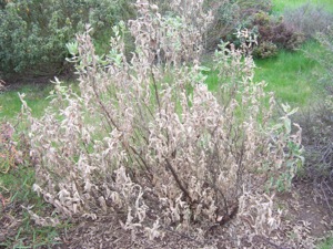 Dieback and foliage loss