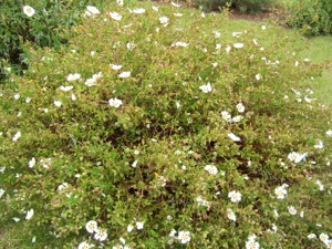 Cistus 'Gordon Cooper'