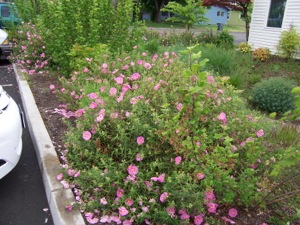 Cistus xpurpureus in landscape