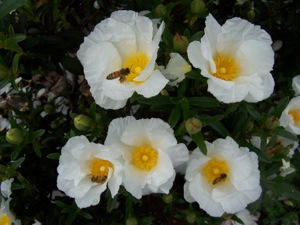 Honeybees on C. ladanifer flowers