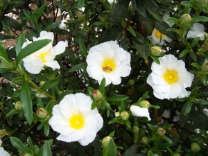 Cistus ladanifer 'Blanche' flowers