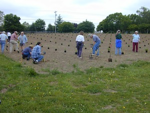 Planting the evaluation, June 2004