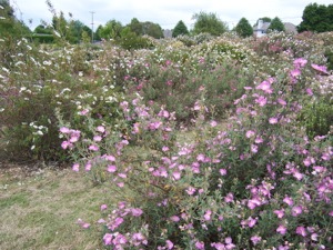 Cistus evaluation, June 2008