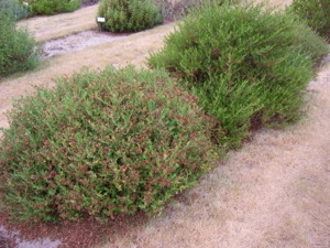 Cistus plants in September, 2006