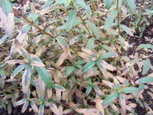 Cold damage to foliage of Cistus x dansereaui 'Portmeirion'