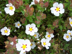 Flowers of Cistus 'Ruby Cluster'