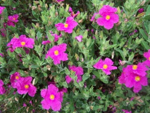 Cistus xpulverulerntus 'Sunset'