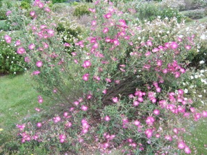 Cistus 'Victor Reiter'