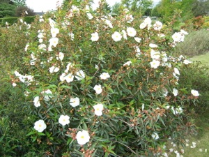 Cistus xaguilarii