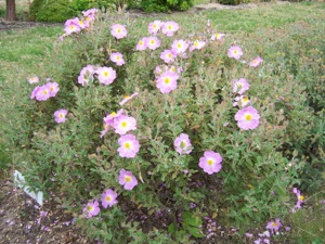 Cistus xcanescens