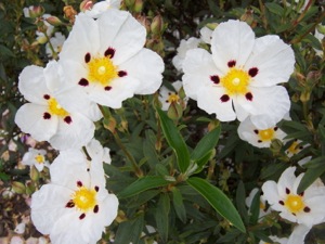 Cistus xcyprius 'Troubador'