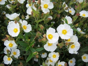 Cistus xoblongifolius flowers