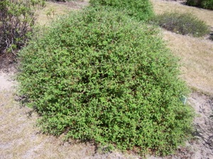 Cistus xobtusifolius, August 2007