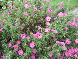 Cistus xpurpureus