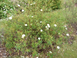 Cistus xverguinii