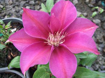 Clematis bloom