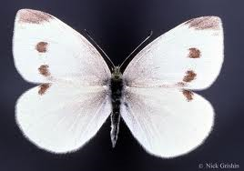 Cabbage White Butterfly  College of Agricultural Sciences