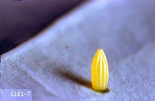 Cabbage White Butterfly  College of Agricultural Sciences