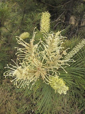 Grevillea Moonlight