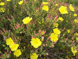 Halimium calycinum