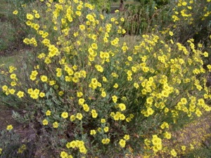 Halimium halimifolium f. maculatum