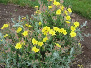 Young plant of Halimium lasianthum 'Hannay Silver'