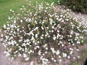 Halimium umbellatum ssp. umbellatum