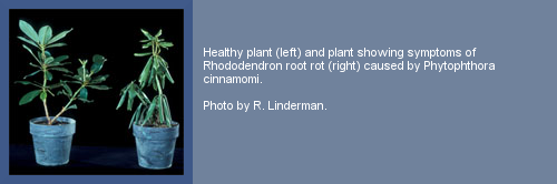 What is Phytophthora?  College of Agricultural Sciences