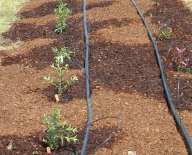 Planting Hebes