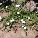  Field bindweed is a vine with a spreading and climbing habit. It is one of the most difficult to control weeds in Oregon. James Altland, USDA-ARS 