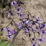  Bittersweet nightshade has large clusters of small, five petal flowers. Image by: James Altland, USDA-ARS 