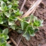  Foliage of scarlet pimpernel is opposite and can reach 1 inch in length. Leaves sometimes may occur in whorls of three. Image by: James Altland, USDA-ARS 