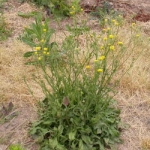 The rosette and upright habit of bristly hawksbeard. Image by:James Altland, USDA-ARS