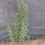  Horseweed sometimes branches low near the soil, but rarely branches above. Image by: James Altland, USDA-ARS 