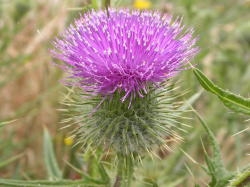Bull thistle flower heads are pink to purple, and approximately 1 inch tall and wide. Image by: James Altland, USDA-ARS