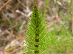  Leaves are stiff and conifer-like, and radiate out from the central stalk. Image by:James Altland, USDA-ARS 