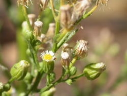  Flower heads are small with yellow disk flowers and tiny white ray flowers. Image by: James Altland, USDA-ARS 